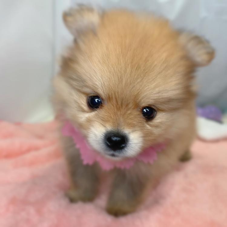 animal_image