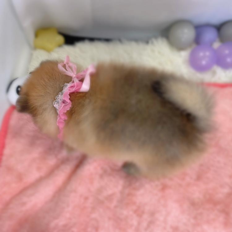 animal_image