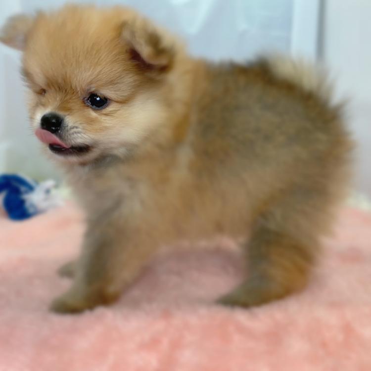 animal_image