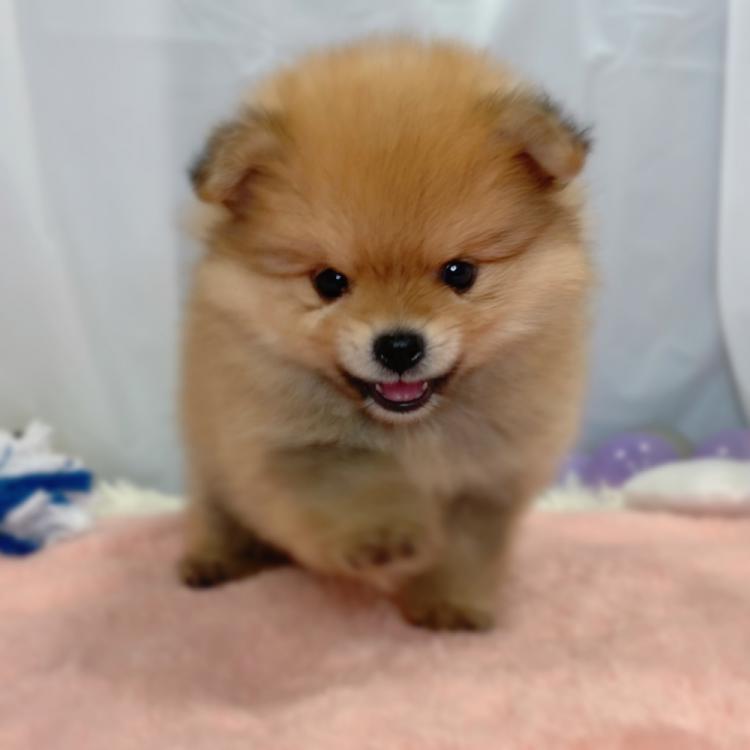 animal_image