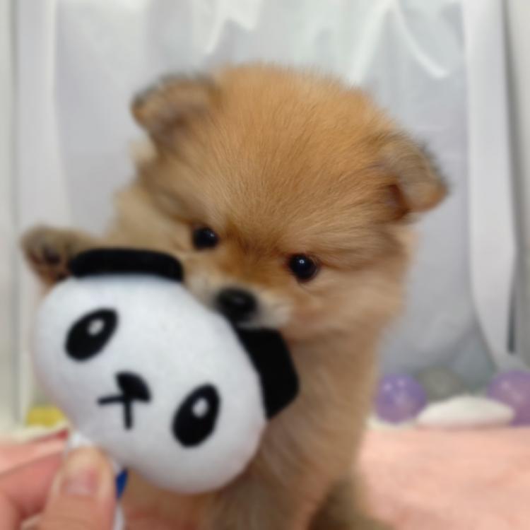 animal_image