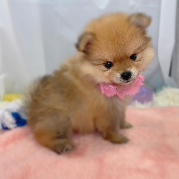 animal_image