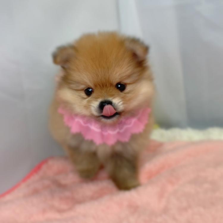 animal_image