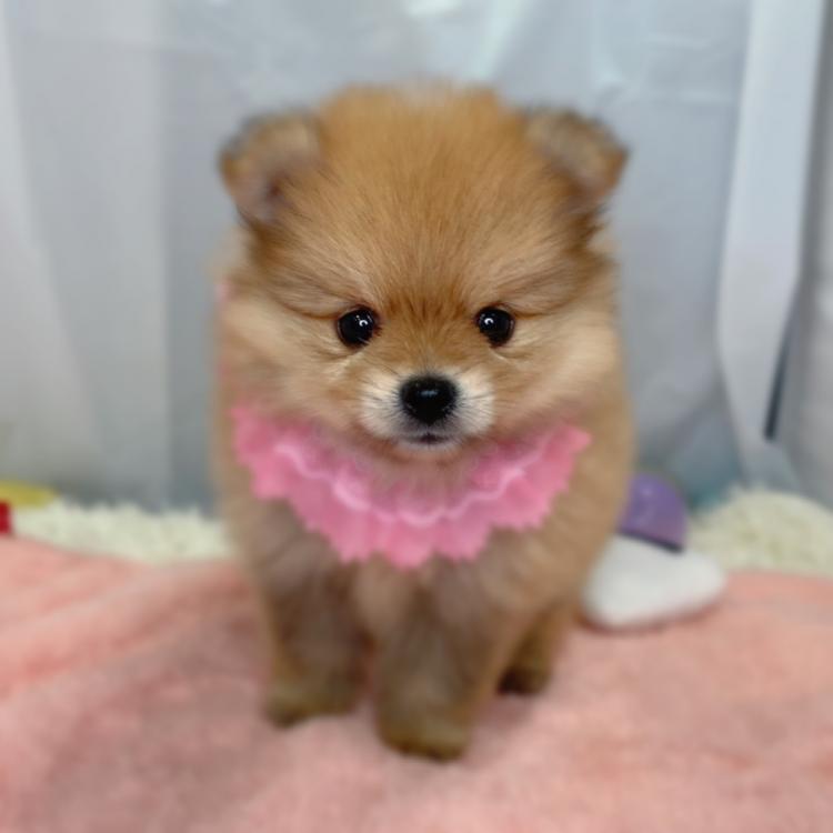 animal_image