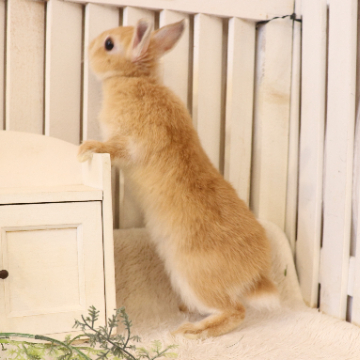animal_image