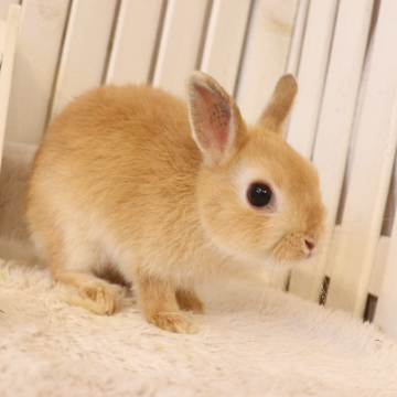 animal_image