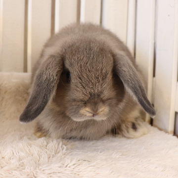 animal_image