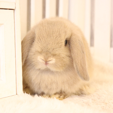 animal_image