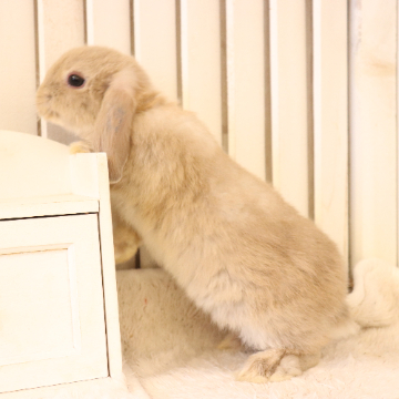 animal_image