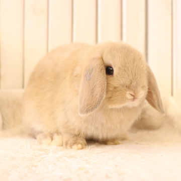animal_image