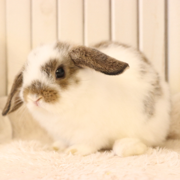 animal_image