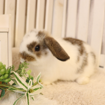 animal_image