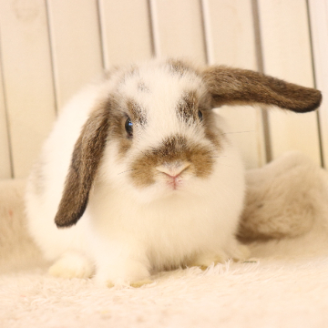 animal_image