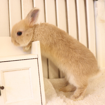 animal_image