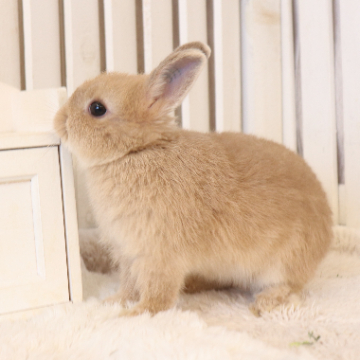 animal_image