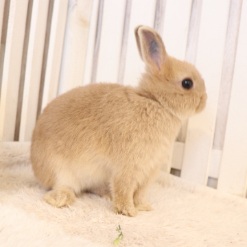 animal_image