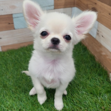 animal_image