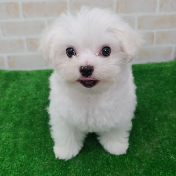 animal_image