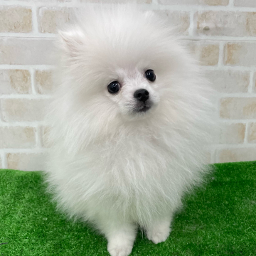 animal_image