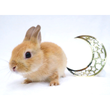 animal_image