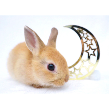 animal_image