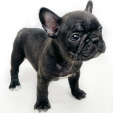 animal_image