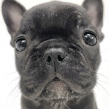 animal_image