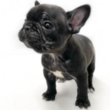 animal_image