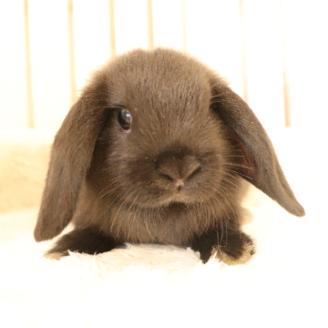 animal_image