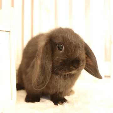 animal_image