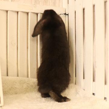 animal_image