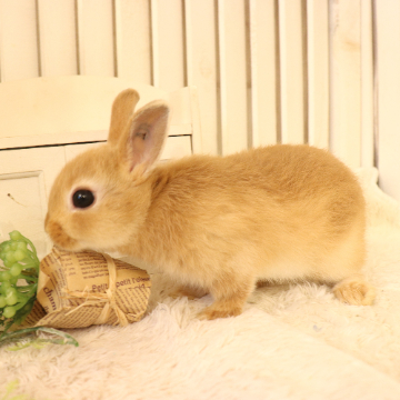animal_image