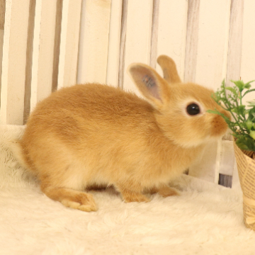 animal_image