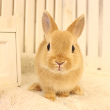animal_image