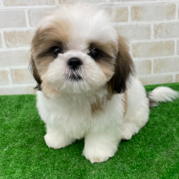 animal_image