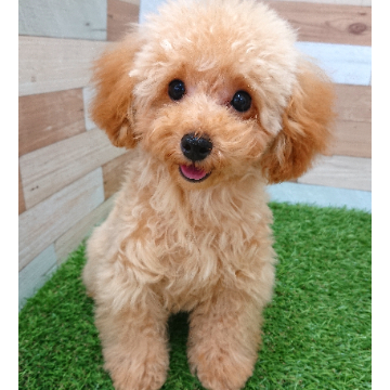 animal_image