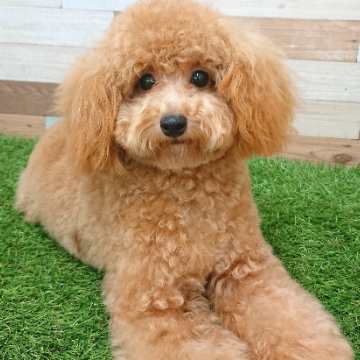 animal_image