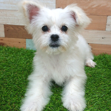 animal_image