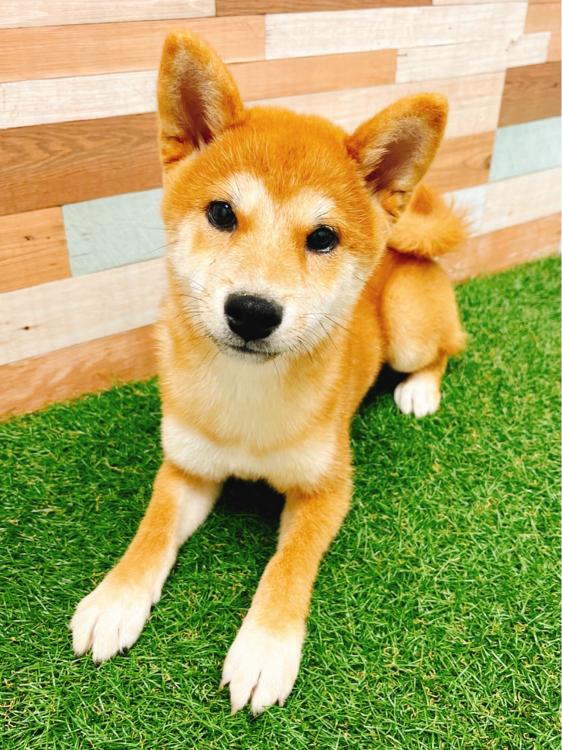 animal_image