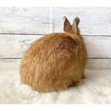 animal_image