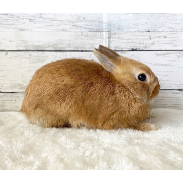 animal_image