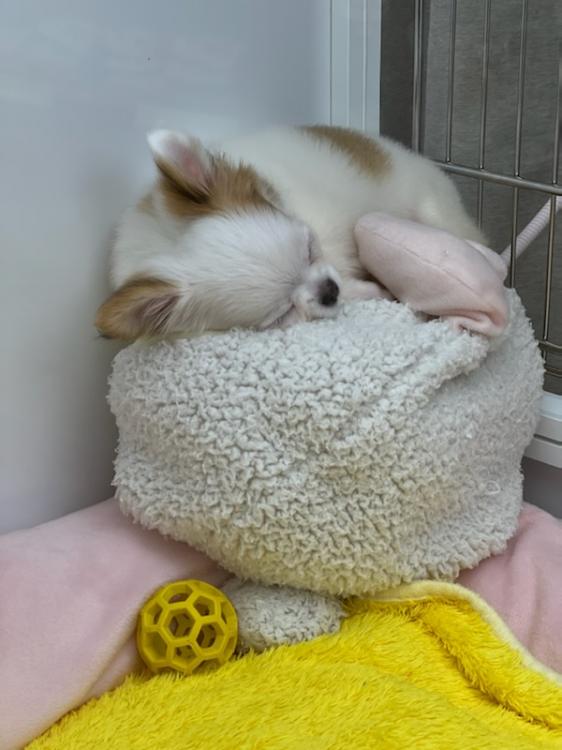 animal_image