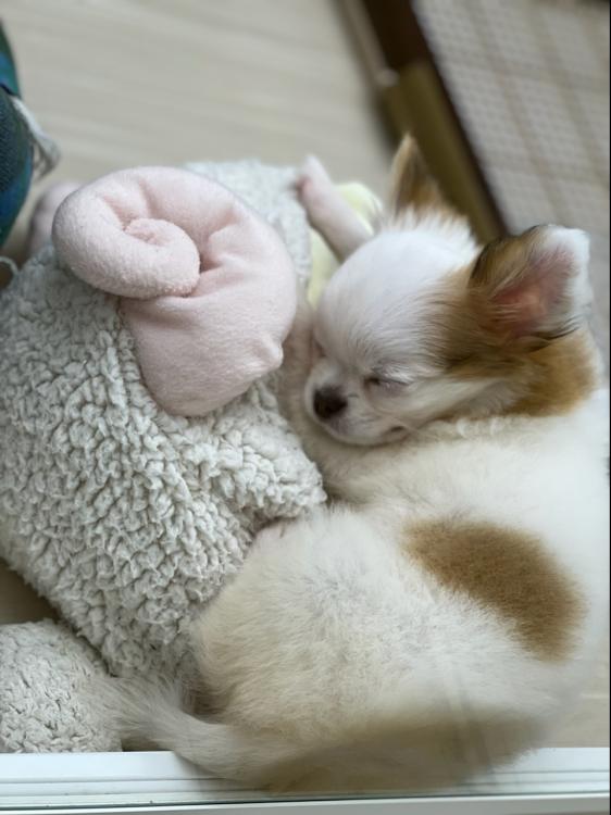 animal_image