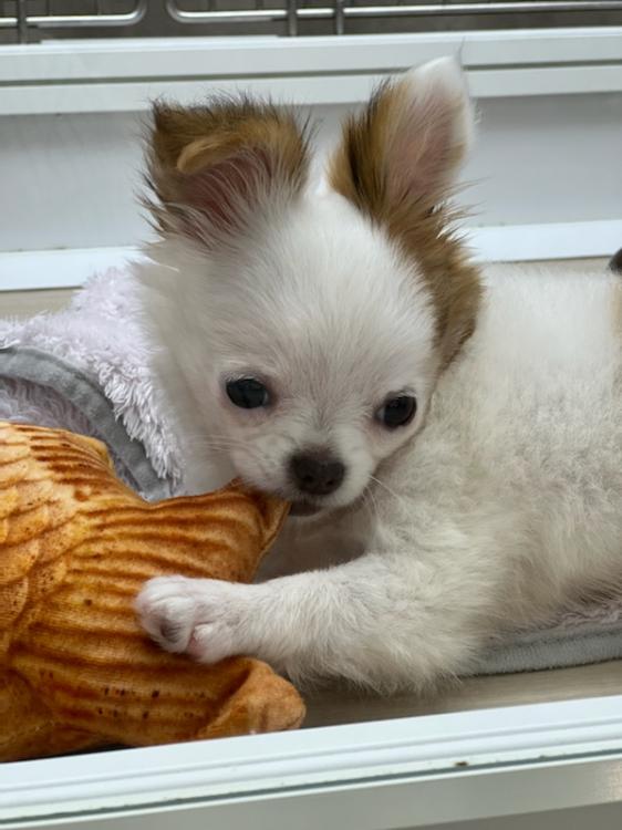 animal_image