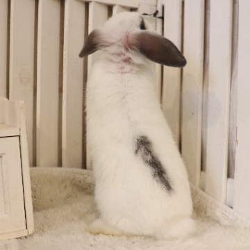 animal_image