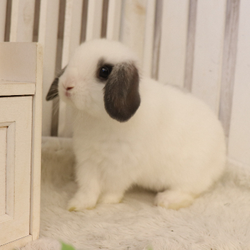 animal_image