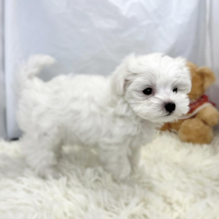 animal_image