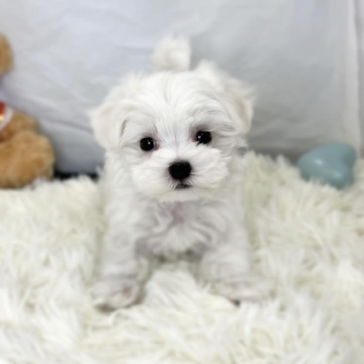 animal_image