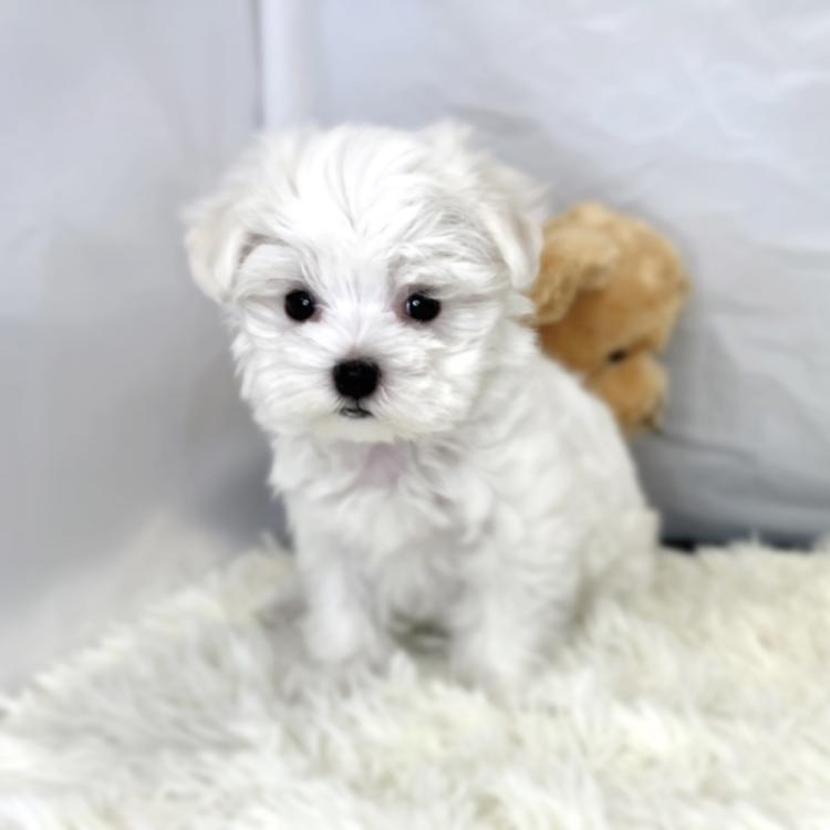 animal_image
