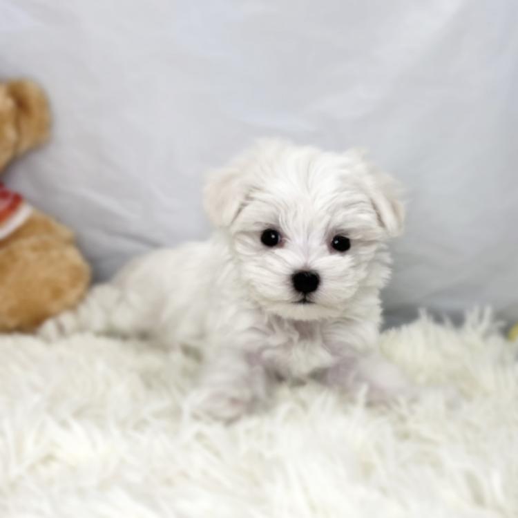 animal_image